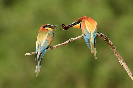 משחקי חיזור