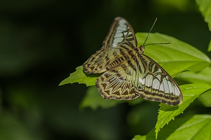 פרפר ג'ינג'י