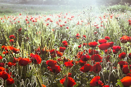 צילום: צבי ליבנה