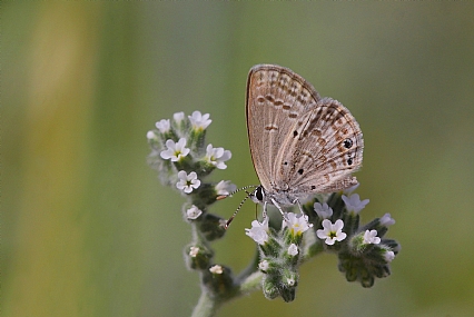 כחליל הקטנית