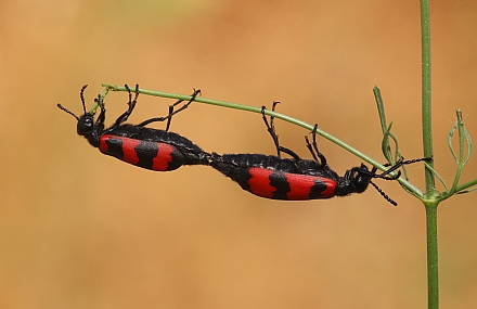מילברית סורית