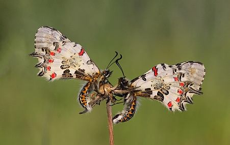 צבעוני קשוט