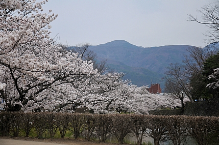פריחת הדובדבן