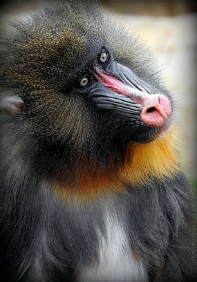 פורטרט  חולמני  