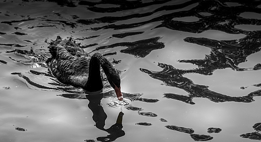 שירת הברבור