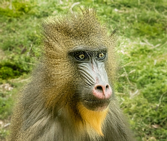 רבות מחשבות בלב.......