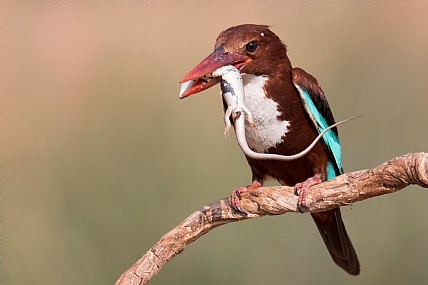 וחטיף בפיו..
