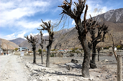 העצים העירומים ג'ומסום