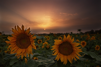 שקיעה כתומה