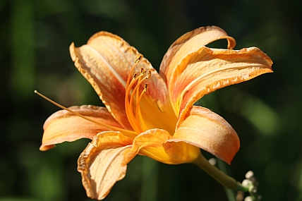 צילום: אביב ברנר