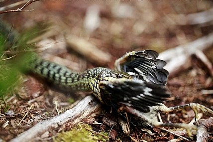 צילום: ג'ו עשת