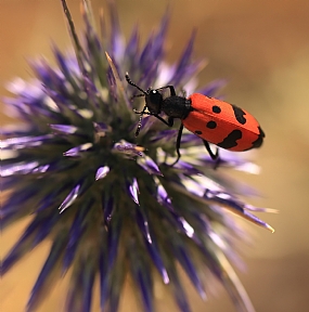 מבט על ..............