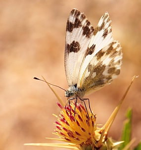 בתאבון ........