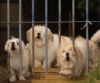 לך מפה ...............