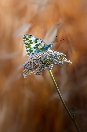 כתכשיט עלי הפרח | טבע  בעלי חיים  פרפרים