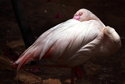 פלמינגו רדום לא מורדם