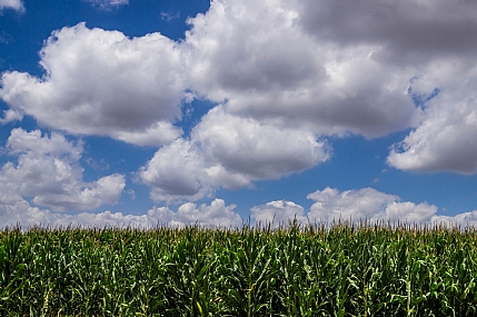 שדה בעמק יזרעאל