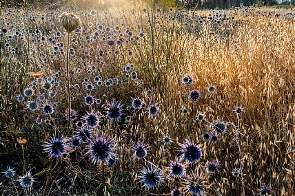 שדה קיפודנים