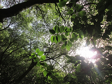 הירוק שבטבע