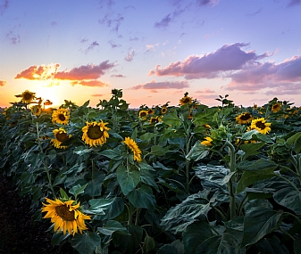 suflower sunset