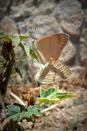 רק אל תיפול