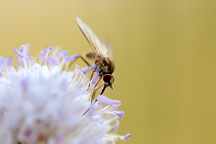 עד הטיפה האחרונה