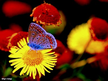 בוא אלי פרפר נחמד....