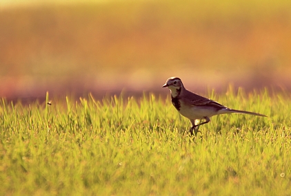 חכה אתפוס אותך 