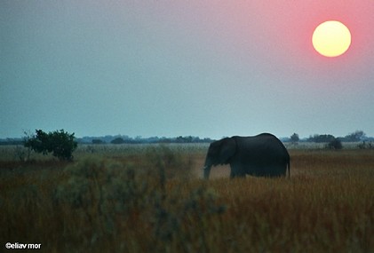 הפיל והזריחה ...