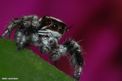 "עיין לציון"...