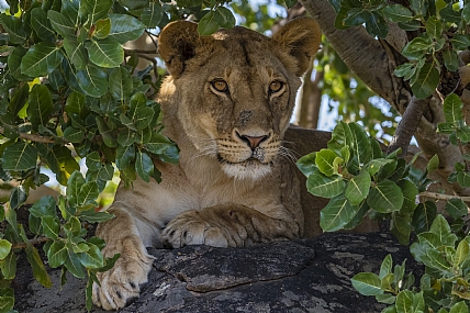 צילום: אלון  שניידר