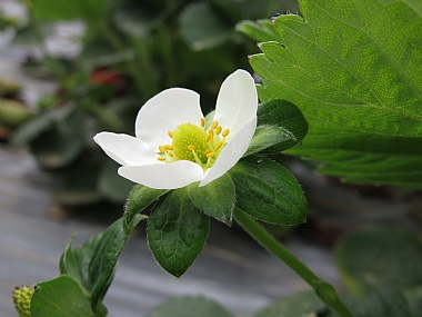 צילום: חגי גולדשמידט