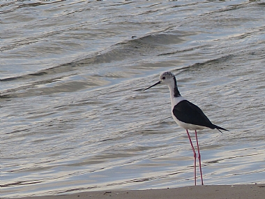 צילום: זיו חן