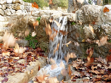 עלים רוח ומים