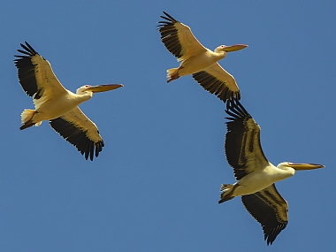 טיסה במבנה | שקנאים