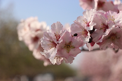 הפריחה האחרונה