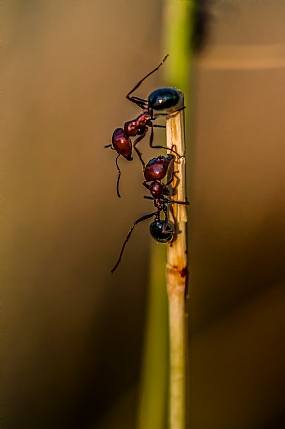 מריבה על זכות קדימה