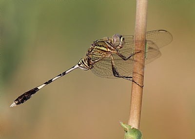 שפירית חרוזית