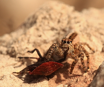מבט חודר .............