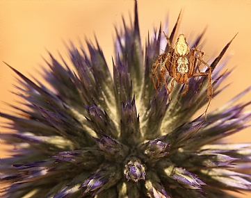 הולך על החודים........