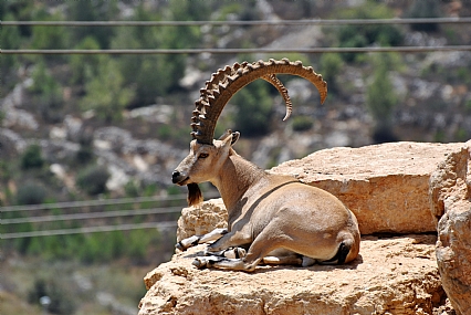 יעל שומר מגבוה
