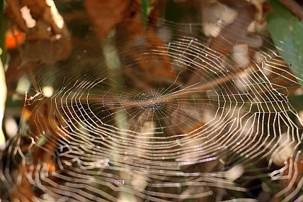 קורים כמו בסרטים