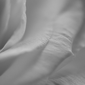 פריחה קטיפתית