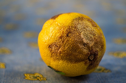 הרקבון מתפשט