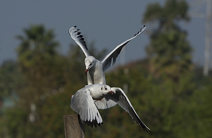 החלפת פיקוד