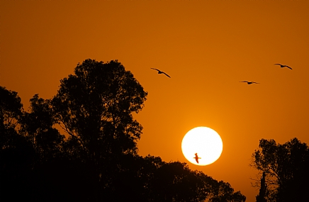 ציפורים בשקיעה