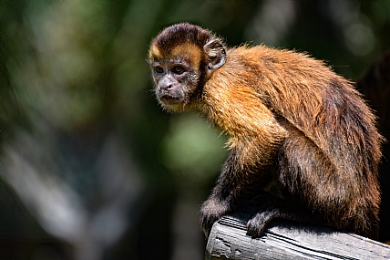 צילום: צבי ליבנה