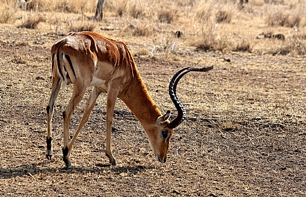 אוף, אין מה לאכול