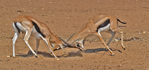 צבי לצבי זאב