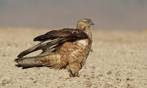 איית צרעים 3